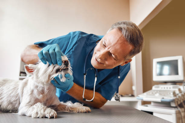 Best Broken or Chipped Tooth Repair in Gra Forks, ND